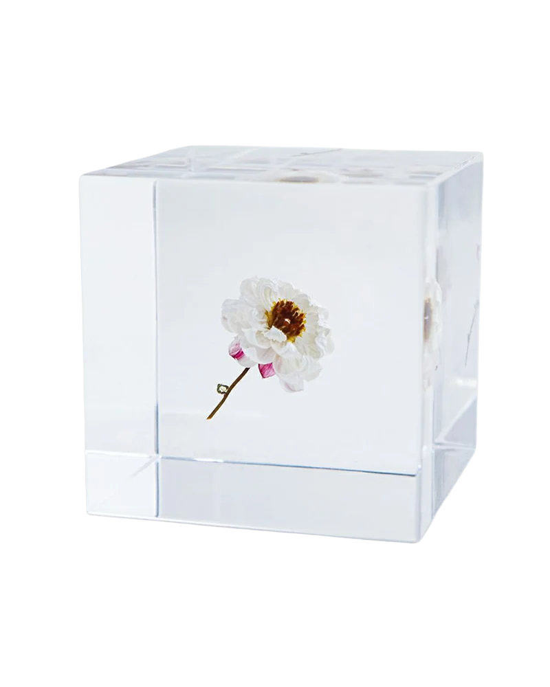 Chamomile Sunray Sola Cube