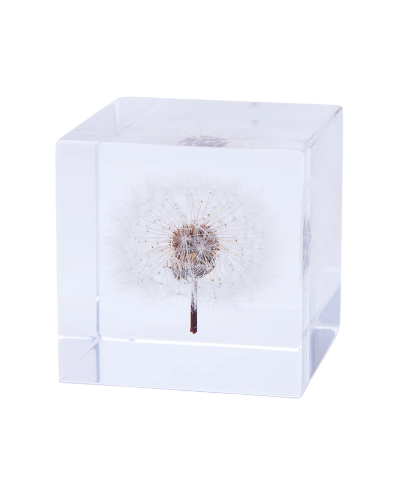 Dandelion Sola Cube