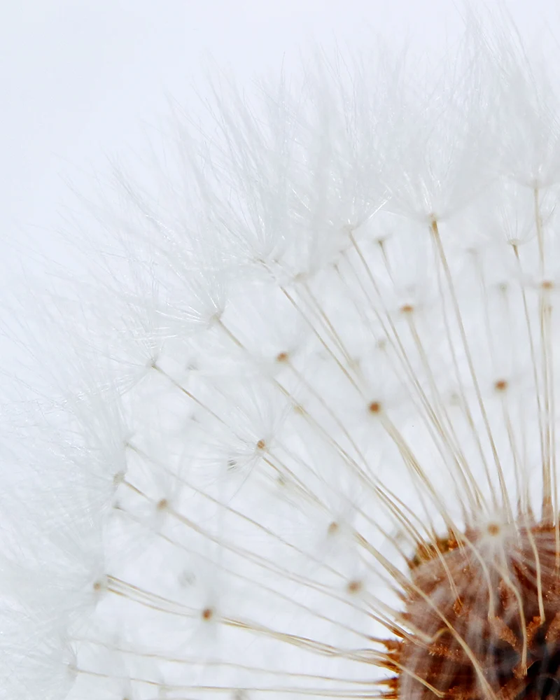 Dandelion Sola Cube