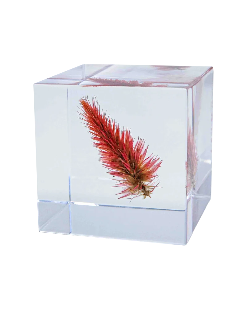 Quail Grass Sola Cube
